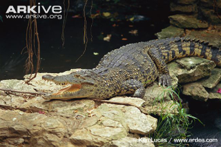 Illustration for article titled Sunday Crocodilian - Crocodylus rhombifer Edition